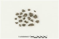 藏品(錢蘚屬)的圖片